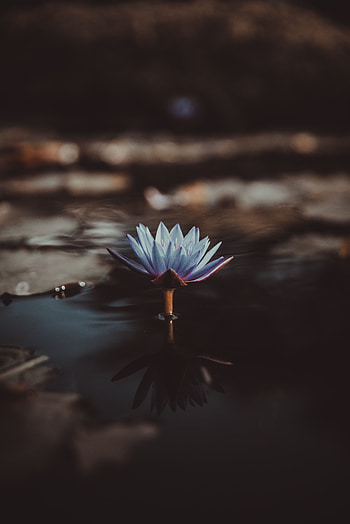 Flowers, Water, Flower, Blur, Smooth, Water Lily, Nymphea, Nymphe HD phone wallpaper