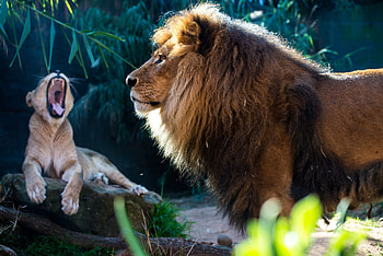 Lion And Cub, lion, cub, animals HD wallpaper