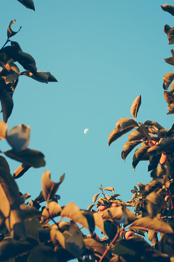 Nature, Sky, Moon, Dawn, Blur, Smooth, Branches HD phone wallpaper