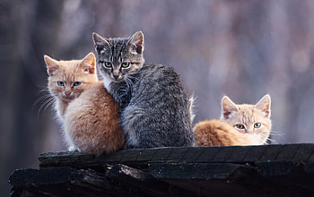 Animals, To Lie Down, Lie, Rest, Relaxation, Three, Kittens HD wallpaper