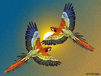 FLYING HIGH, BIRDS, CUTE, CREATION, TWO HD wallpaper