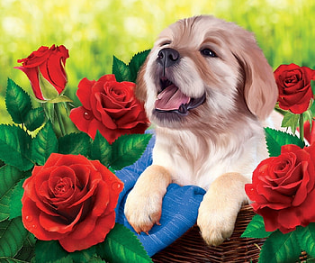 dogs, flowers, nn, animals HD wallpaper