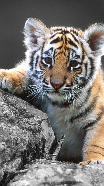 Precious baby tigers, Playful antics, Irresistible charm, Wild wonders HD phone wallpaper