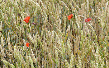 Lonely Poppies, poppies, field, wheat, beautiful, nature, flowers HD wallpaper