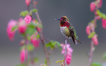 Magnificent bird, Stunning close-up, Detailed beauty, Marvelous HD wallpaper