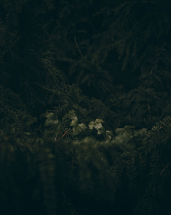 Leaves, Needle, Macro, Branches, Spruce, Fir HD phone wallpaper