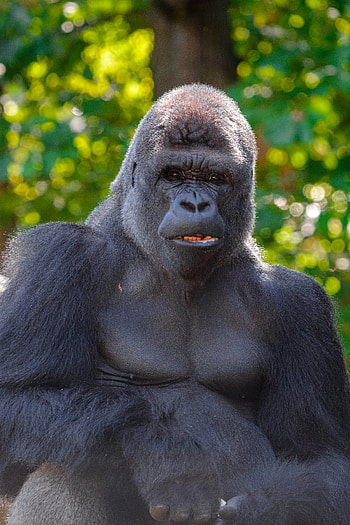 Animals, Gorilla, Sight, Opinion, Animal, Primate HD phone wallpaper