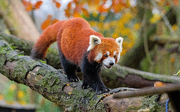 Red Panda, animal, tree, panda, red HD wallpaper