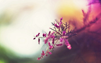 Flowers, Pink, Macro, Glare, Branch HD wallpaper