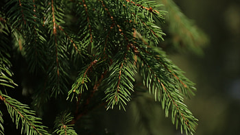 Spruce branches, Nature close-up, Detailed textures, Organic patterns HD wallpaper