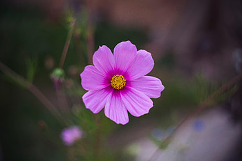 Flowers, Violet, Flower, Macro, Purple, Kosmeya, Cosmos HD wallpaper