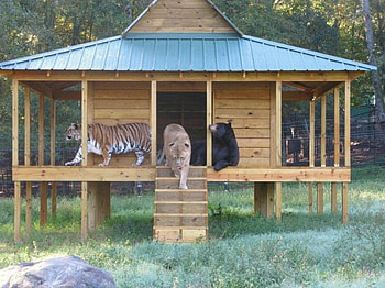 Loins, Tigers,and Bears! OH MY!!, peace, lion, tiger, bear HD wallpaper