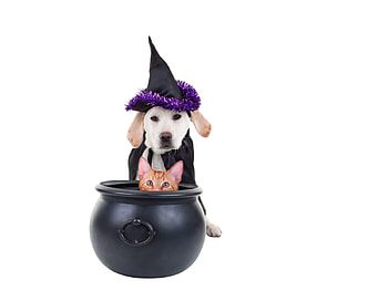 Happy Halloween!, dog, cat, witch, pisica, halloween, puppy, funny, hat, pot HD wallpaper