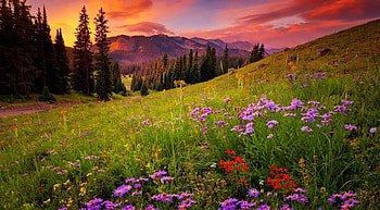 Mountain wildflowers at sunset, wildflowers, slope, sky, meadow, spring, mountain, fiery, sunset, beautiful HD wallpaper