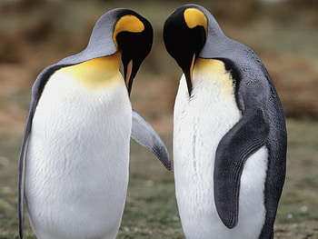 Animals, Pinguins, Couple, Pair, Stroll HD wallpaper