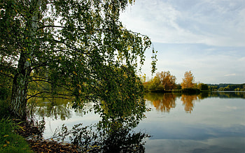 Nature, Rivers, Grass, Summer, Wood, Tree HD wallpaper