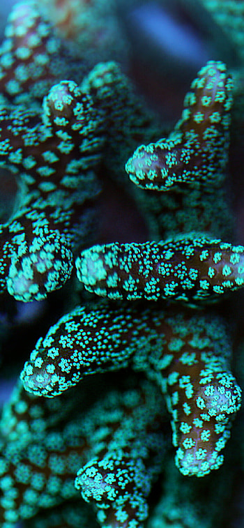 Coral reef awareness, Georgia aquarium, Nature, Ocean HD phone wallpaper