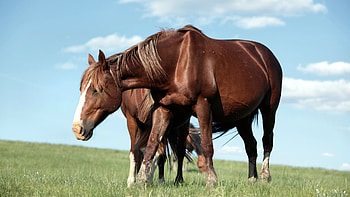 Horses, majestic, animal, horse, gorgeous, beautiful, spirited, special, beauty, hop, , amazing HD wallpaper