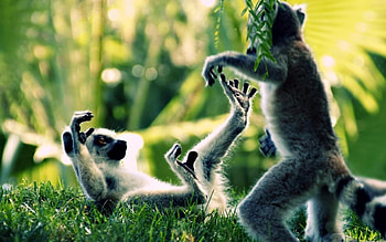 Ring Tailed Lemur, Primate of Madagascar, Cute wildlife, Lush jungle scenery HD wallpaper