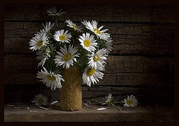still life, bouquet, graphy, vase, beautiful, nice, daisy, flower, cool, flowers, , harmony HD wallpaper
