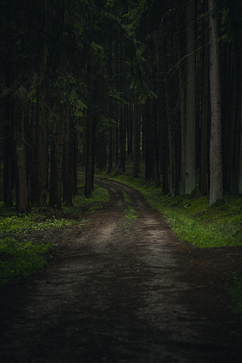 Nature, Trees, Grass, Forest, Branches, Path HD phone wallpaper