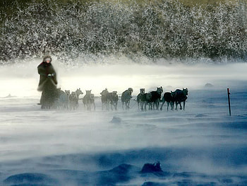 Dashing Through the Snow, winter, dogs, cold, sleigh, snow, christmas, nature, dogsled, sled HD wallpaper