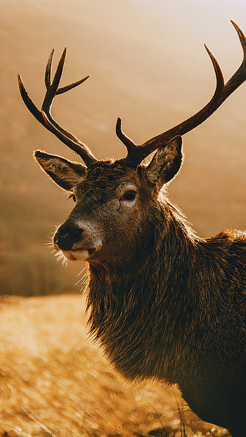 Graceful deer, Morning landscape, Sony Xperia X, Premium HD phone wallpaper