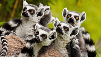 Lemurs, Wildlife mammals, , Mobile backgrounds HD wallpaper