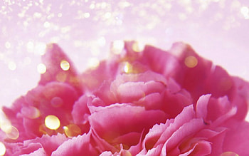 Pink petals, bokeh, pink, flowers, petals HD wallpaper