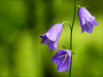 bluebell, blue, flower, mountain HD wallpaper