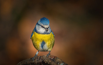Titmouse, animal, nature, bird HD wallpaper