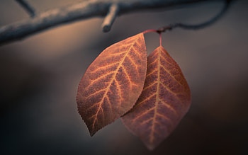 Autumn Macro Leaves, autumn, leaf, nature HD wallpaper