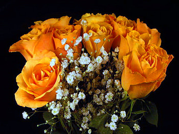 Blooms for Meredith, white, baby breath, roses, flowers, orange HD wallpaper