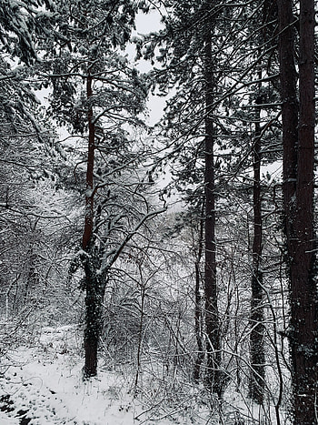 Winter, Nature, Trees, Snow, Forest HD phone wallpaper