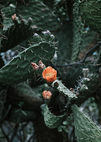 Flower, Plant, Macro, Cactus HD phone wallpaper