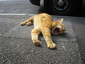 beautiful life, life, street, road, cat, yawn HD wallpaper