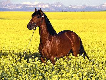 Animals, Landscape, Fields, Horses HD wallpaper