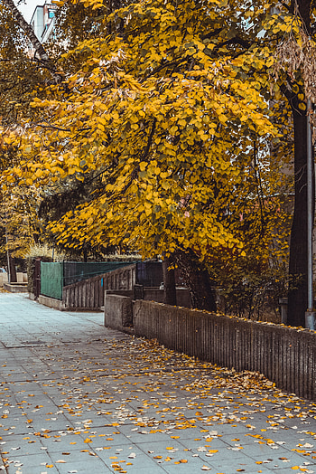 Ginkgo Biloba, Stunning scenes, , Pexels collection HD phone wallpaper