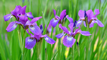 Lovely Flowers, nature, flowers, plants, bloom HD wallpaper
