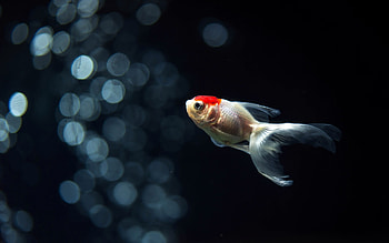 Gold Fish, Goldfish , Background , no keywords available HD wallpaper