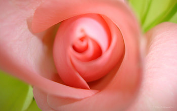 Pink, Flower, Plant, Macro, Bud, Bloom, Flowering HD wallpaper