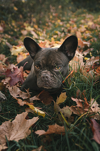 Animals, Grass, Leaves, Dog, Pet, Pug HD phone wallpaper