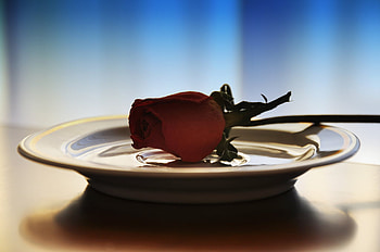 a rose on a plate, rose, still life, plate, red HD wallpaper