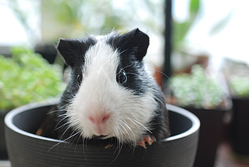 Animals, Muzzle, Beautiful, Sight, Opinion, Guinea Pig HD wallpaper