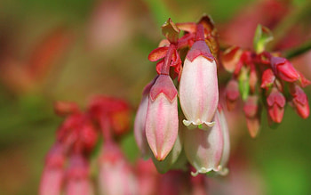 Flowers, Plant, Macro, Bud HD wallpaper