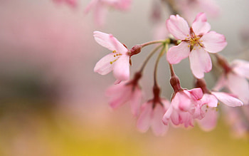 Flowers, Plant, Macro, Light, Branch, Light Coloured HD wallpaper