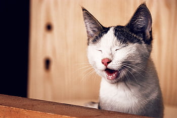 Close-up of a yawning kitten with eyes closed, capturing its playful and adorable expression. HD wallpaper