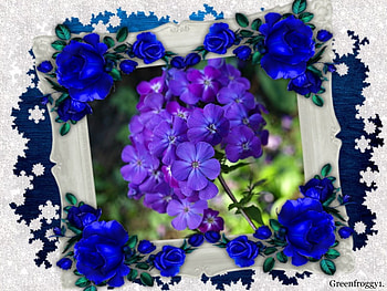PURPLE FLOWERS, PRETTY, FLOWERS, PURPLE, FRAMED HD wallpaper