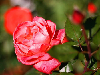 Plants, Flowers, Roses HD wallpaper