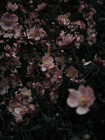 Flowers, Pink, Plant, Bloom, Flowering HD phone wallpaper